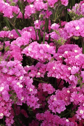 Tissue Statice Hot Pink 